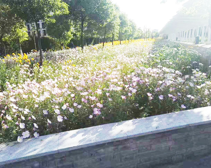 園林綠化的這些好處，你知道嗎？