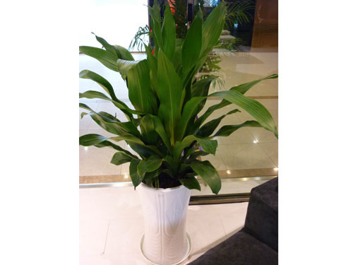 養(yǎng)護(hù)公司如何對(duì)花卉租賃進(jìn)行養(yǎng)護(hù)，有什么好處?