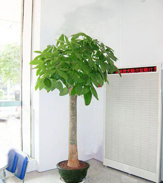 蘇州花卉租賃有什么好處？